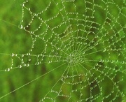 24th Nov 2012 - Spiders Web