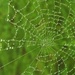 Spiders Web by if1