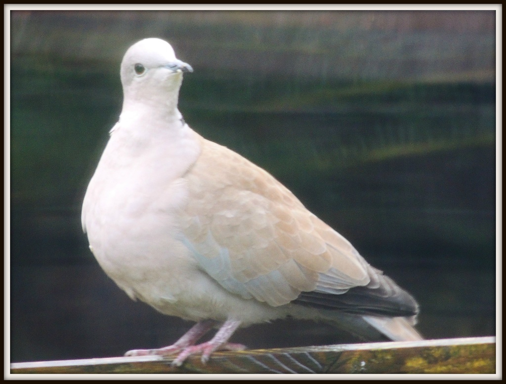 Another shot of the collared dove by rosiekind