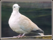 24th Nov 2012 - Another shot of the collared dove