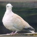Another shot of the collared dove by rosiekind