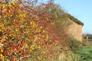 22nd Nov 2012 - Multi-coloured hedgerow