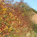 Multi-coloured hedgerow by shepherdman