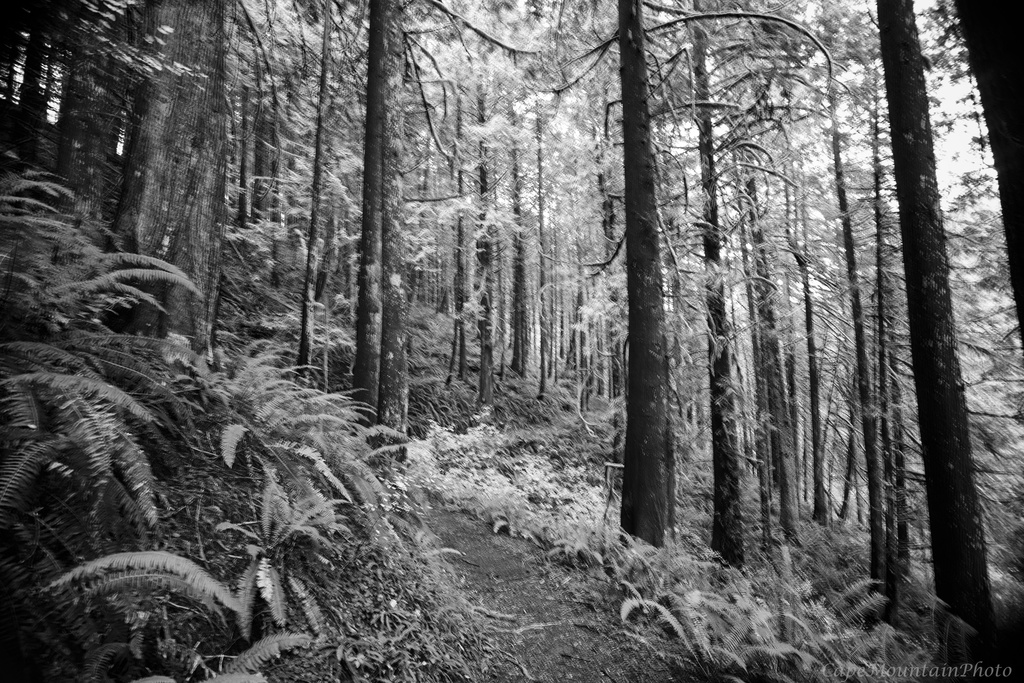 Hiking Trail in Black and White by jgpittenger