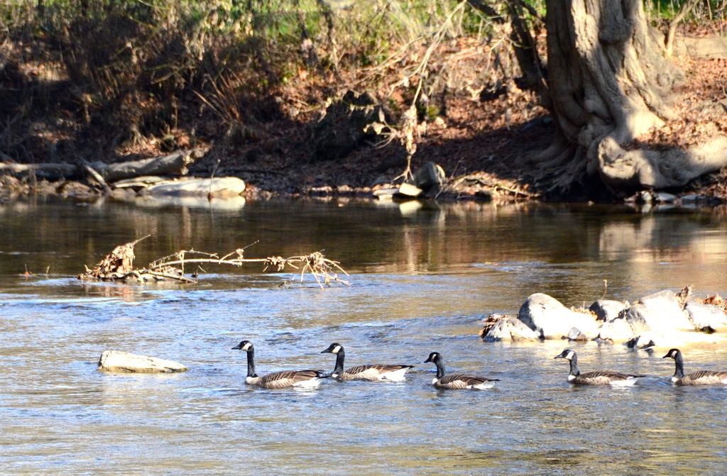 Geese Visiting the River by kathyladley