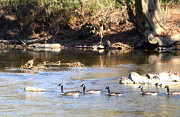 24th Nov 2012 - Geese Visiting the River