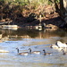 Geese Visiting the River by kathyladley