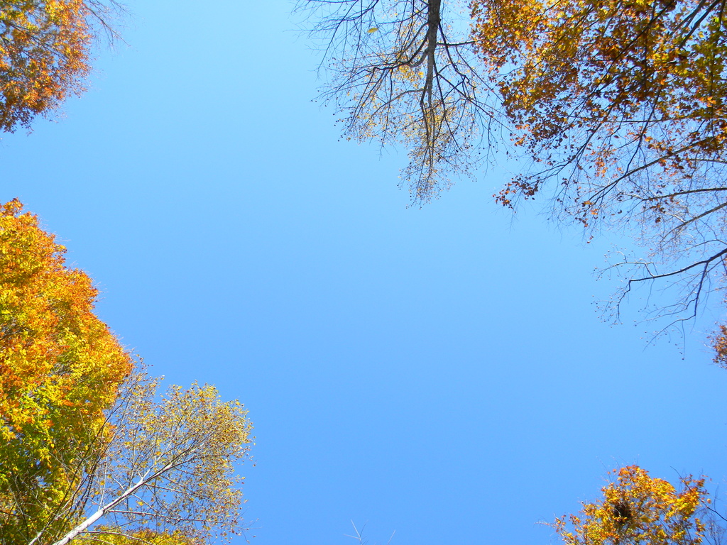 Looking Up at Trees 11.11.12 by sfeldphotos