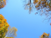 23rd Nov 2012 - Looking Up at Trees 11.11.12