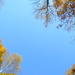 Looking Up at Trees 11.11.12 by sfeldphotos