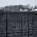 Vineyards by northy