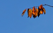 24th Nov 2012 - Leaves
