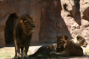 24th Nov 2012 - Lion Family