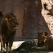 Lion Family by kerristephens