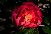 24th Nov 2012 - Camellia, Magnolia Gardens, Charleston, SC