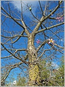 25th Nov 2012 - Spiky Tree