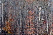 25th Nov 2012 - Late Autumn Woods