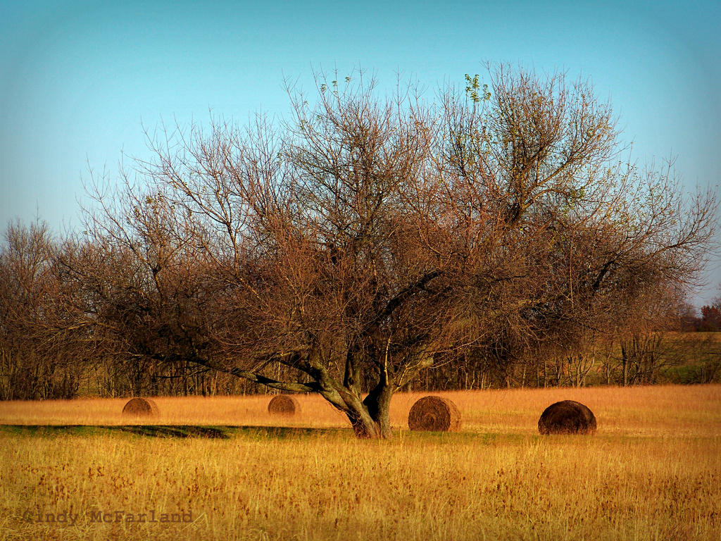 Haybales in the Field by cindymc