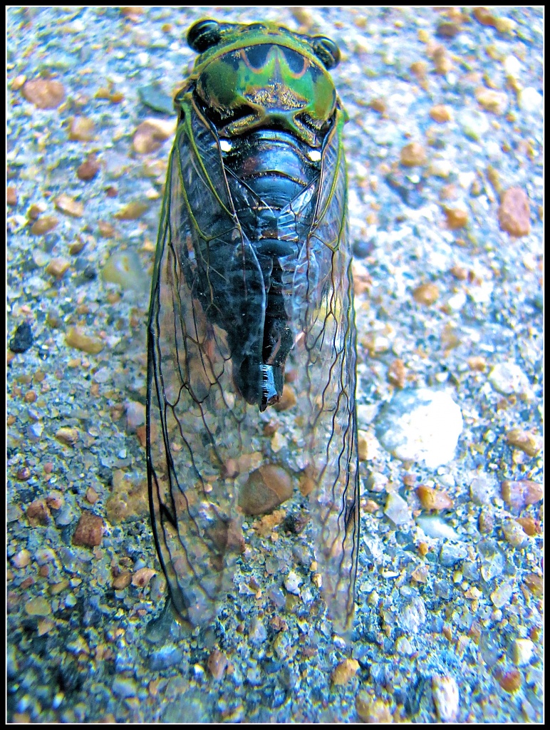 Cicada, R.I.P. by allie912