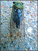 21st Jul 2010 - Cicada, R.I.P.