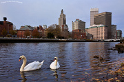 25th Nov 2012 - Urban Swans