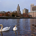 Urban Swans by kannafoot