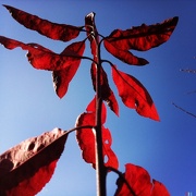 25th Nov 2012 - Season red
