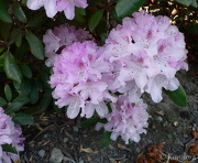 26th Nov 2012 - Rhododendron 'Cheer'