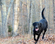25th Nov 2012 - Luke my Labrador Retriever