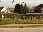 20th Nov 2012 - Swarm