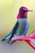 21st Nov 2012 - Ruby Throated Hummingbird