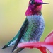 Ruby Throated Hummingbird by melinareyes