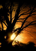 23rd Nov 2012 - Sunset through the Trees