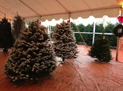 25th Nov 2012 - Christmas Tree Lot