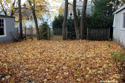 21st Nov 2012 - New England autumn