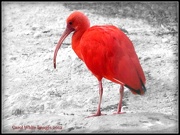 26th Nov 2012 - Red Ibis