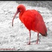 Red Ibis by carolmw