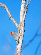 25th Nov 2012 - Woodpecker