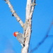 Woodpecker by kareenking