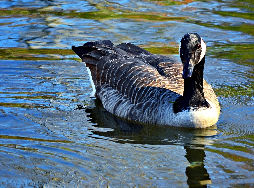 Canada Goose by soboy5