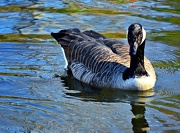 26th Nov 2012 - Canada Goose