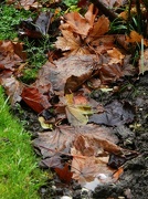 26th Nov 2012 - Wet Leaves