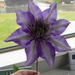 Purple clematis by kiwiflora