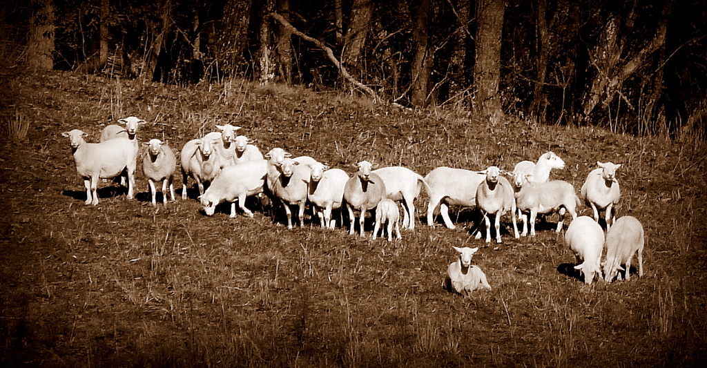 Sheep in Sepia by calm