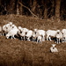 Sheep in Sepia by calm