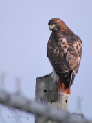 3rd Nov 2012 - Red-Tailed Hawk