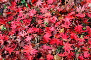 13th Nov 2012 - All the pretty leaves