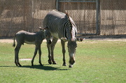 26th Nov 2012 - Baby Zebra
