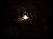 26th Nov 2012 - Foggy Moon