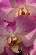 23rd Nov 2012 - Orchid overlay